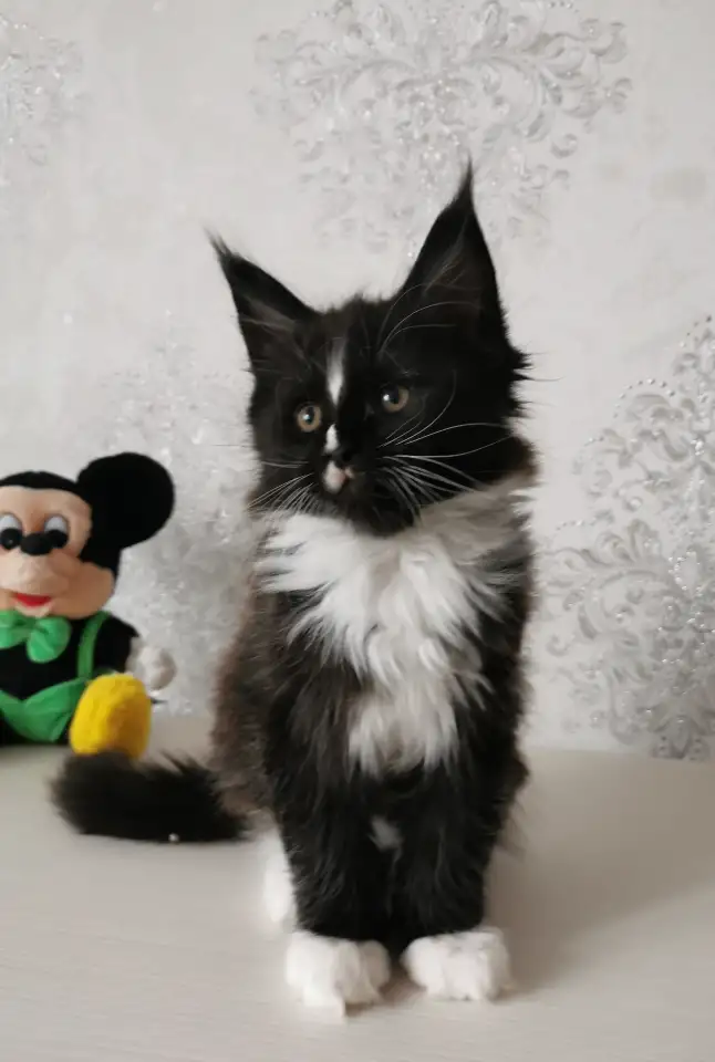 Котятa Мейн Куны из серцифицированного питомника, фотография 5