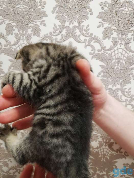 Шотландский вислоухий котенок, фотография 5