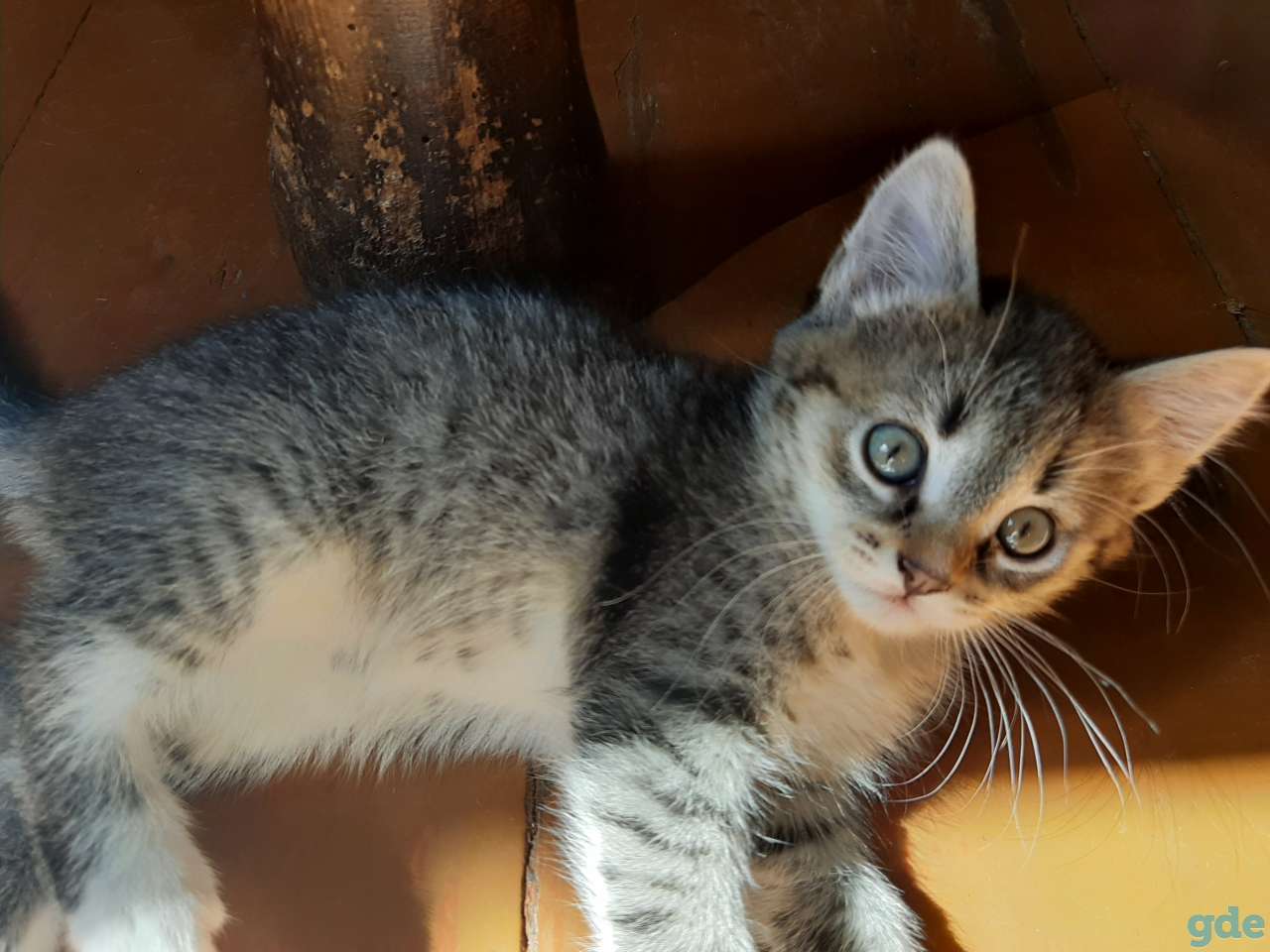 Котята в хорошие руки, фотография 4