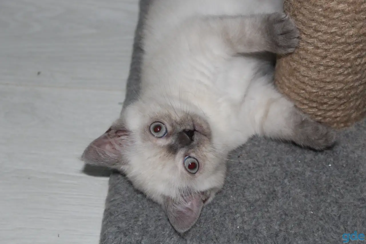Шотландские котята, фотография 4