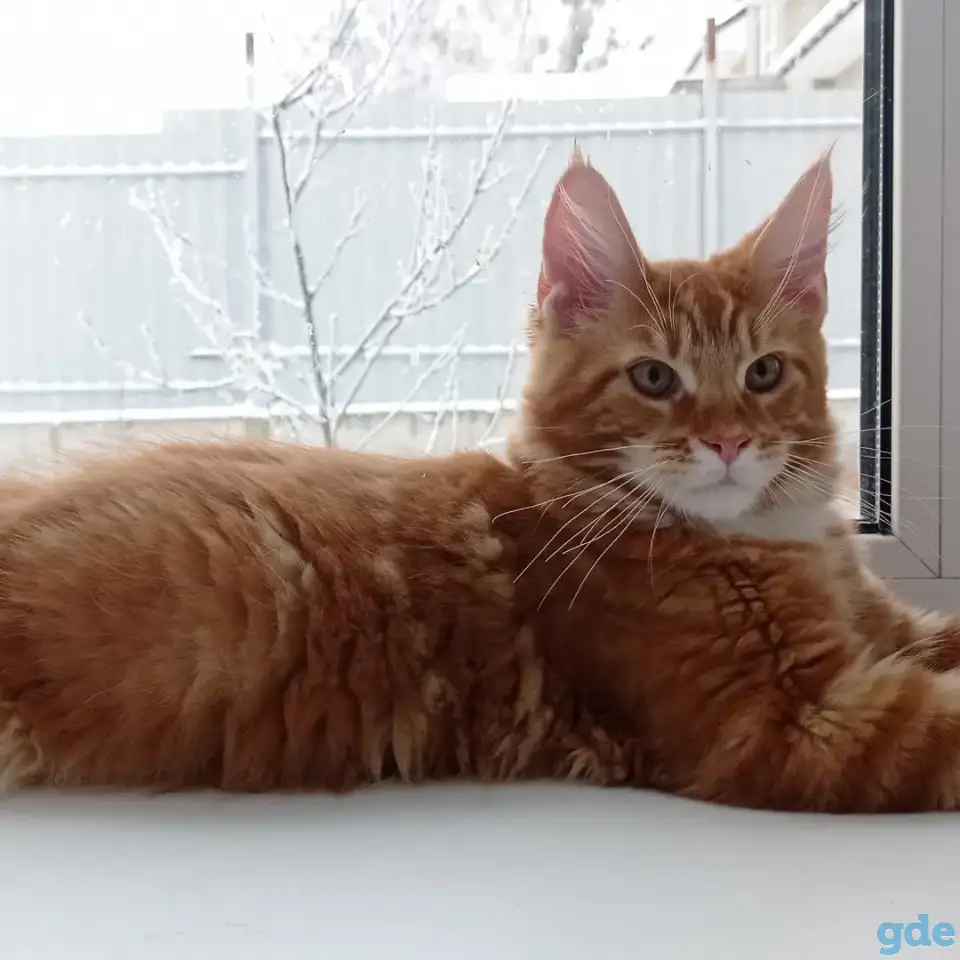 Котенок мейнкун (кот), фотография 2