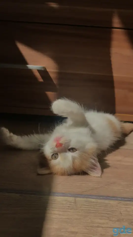 Молодая кошечка и котенок, фотография 1