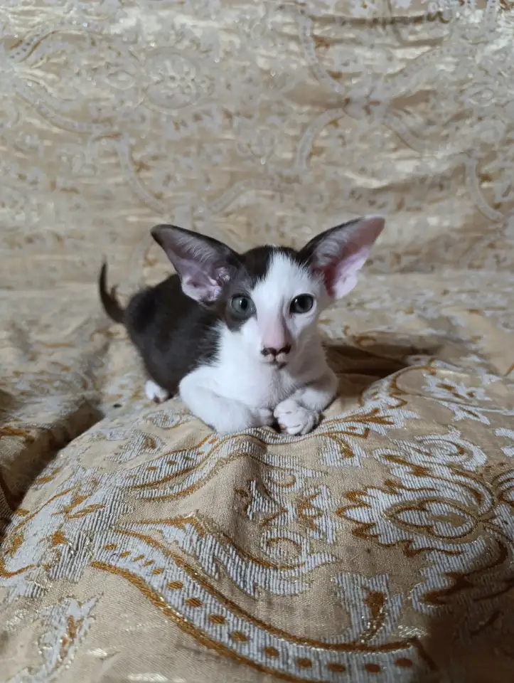 Ориентальные котята, фотография 3