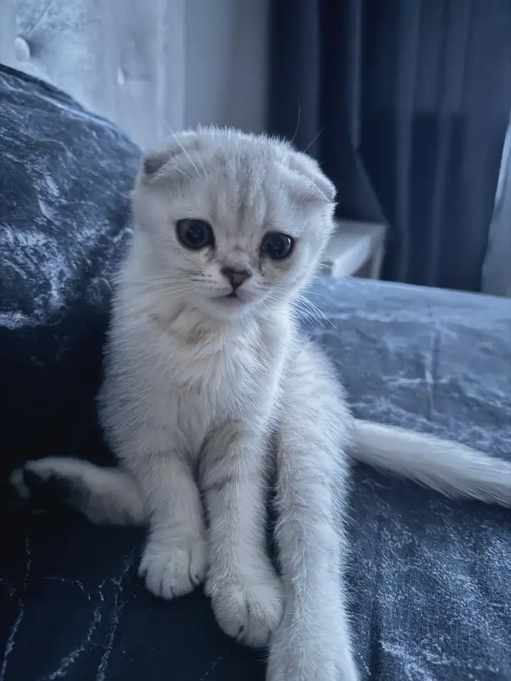 Котенок, фотография 1