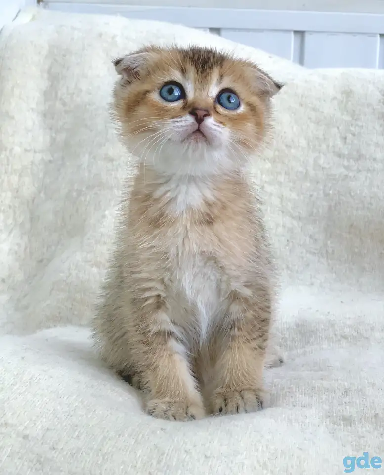 Шотландские котята ЗОЛОТАЯ ШИНШИЛЛА, фотография 9