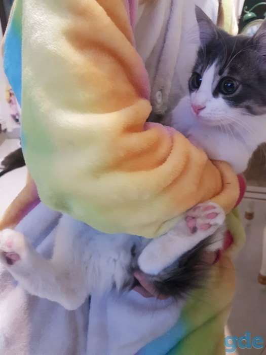 Отдадим котика в хорошие руки, фотография 4