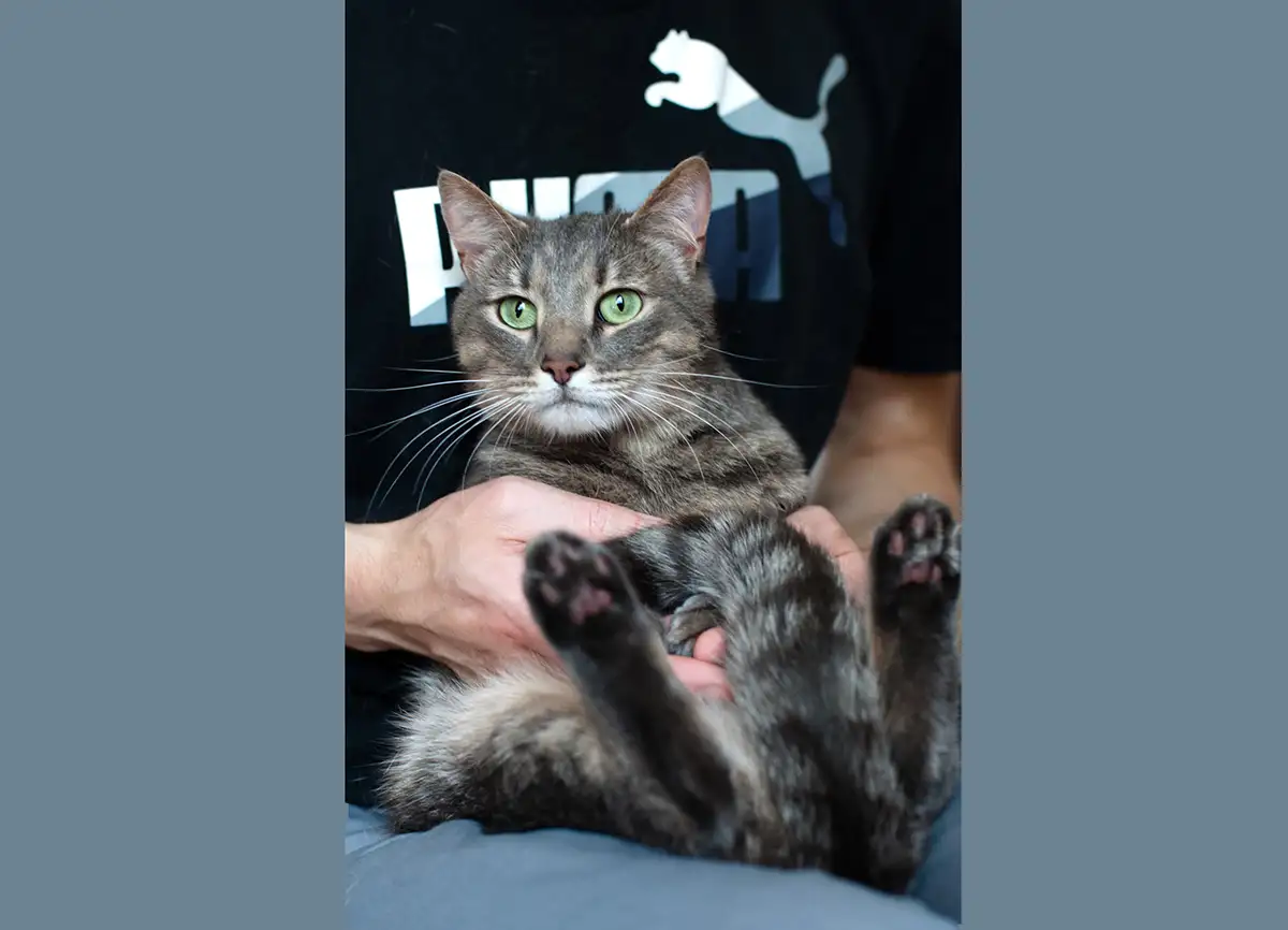 Очаровательный кот Василий в дар, фотография 4