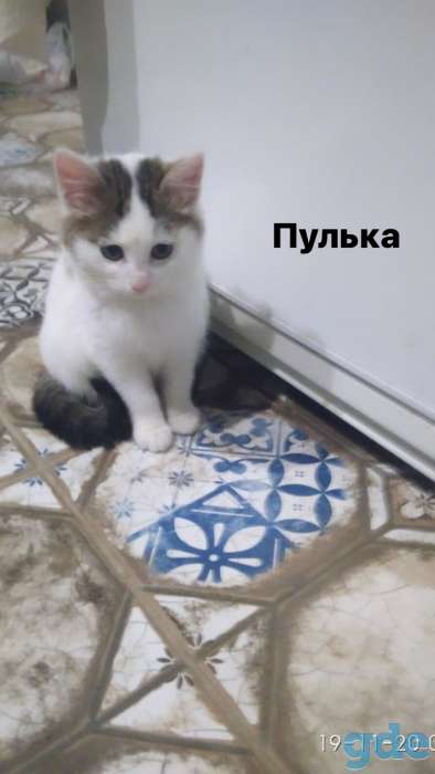 Котята в дар, фотография 3