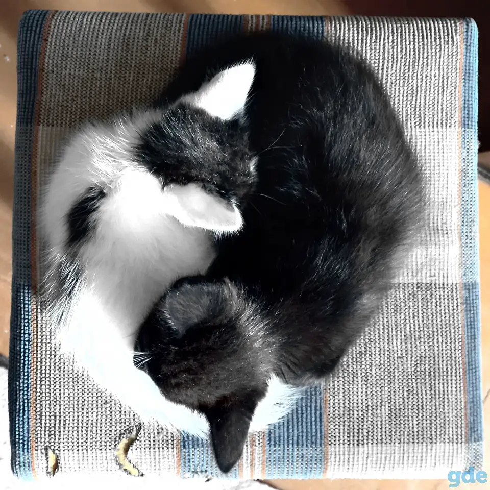 Котята, фотография 2