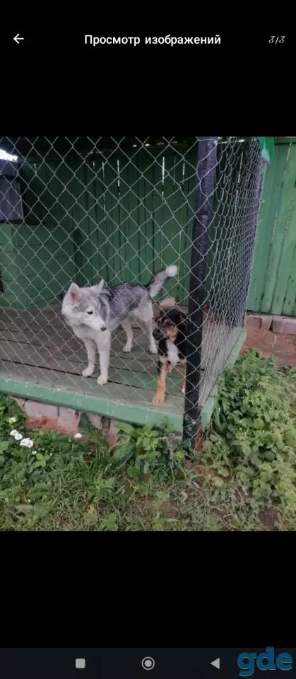 Отдам даром хаски, фотография 2