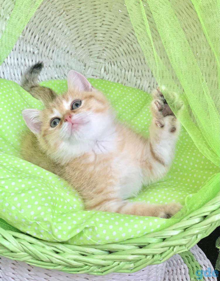 Котята шотландские ЗОЛОТАЯ ШИНШИЛЛА, фотография 1