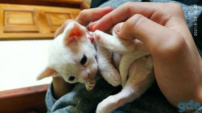 Котята Девон -Рекс, фотография 7
