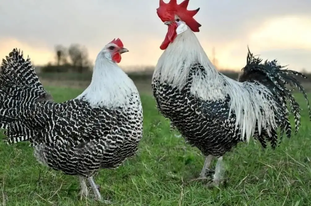 Продам кур несушек, фотография 1