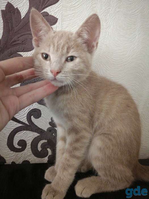 Котёнок в дар, фотография 1