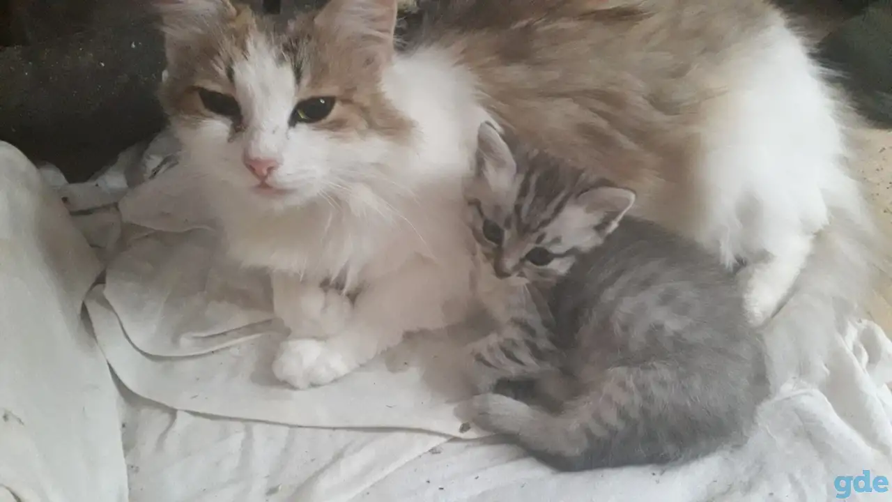 Коты, кошки и котята, фотография 1