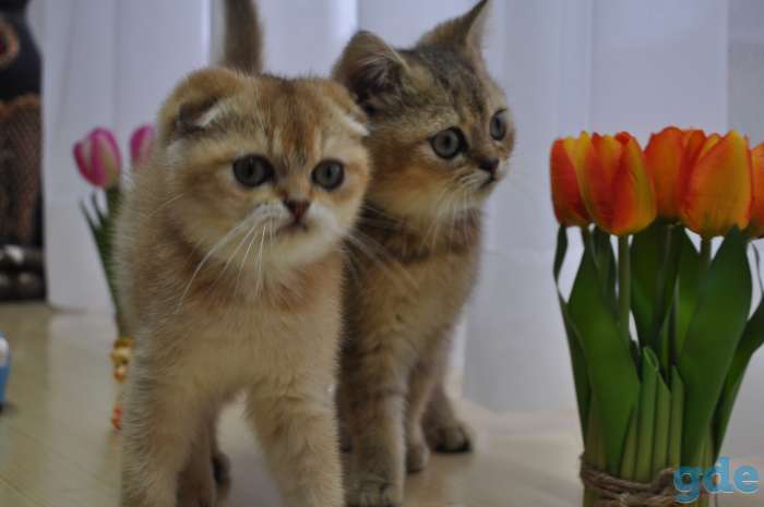 Шотландские котята, фотография 4