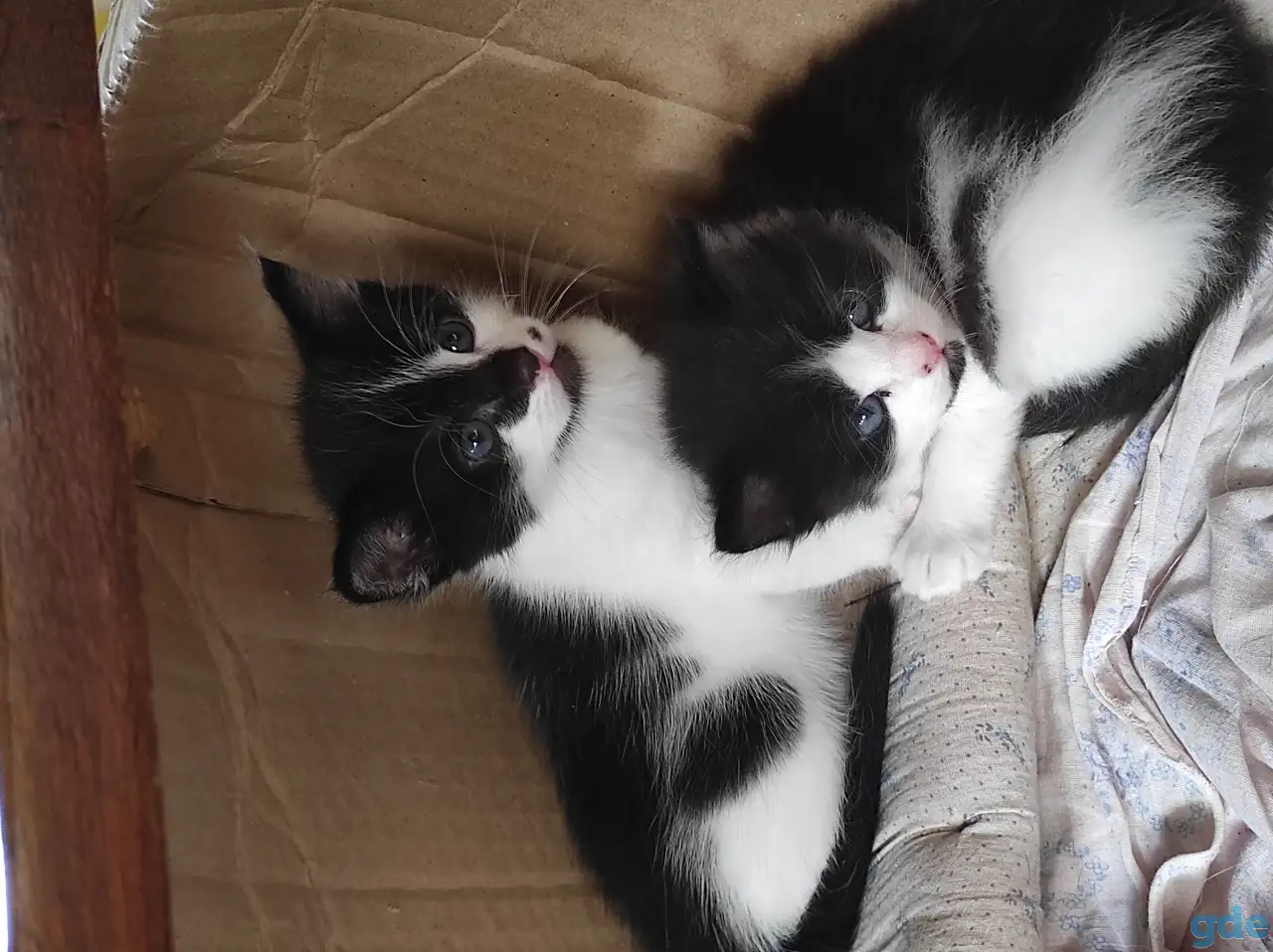 Котята (3 недели), фотография 8