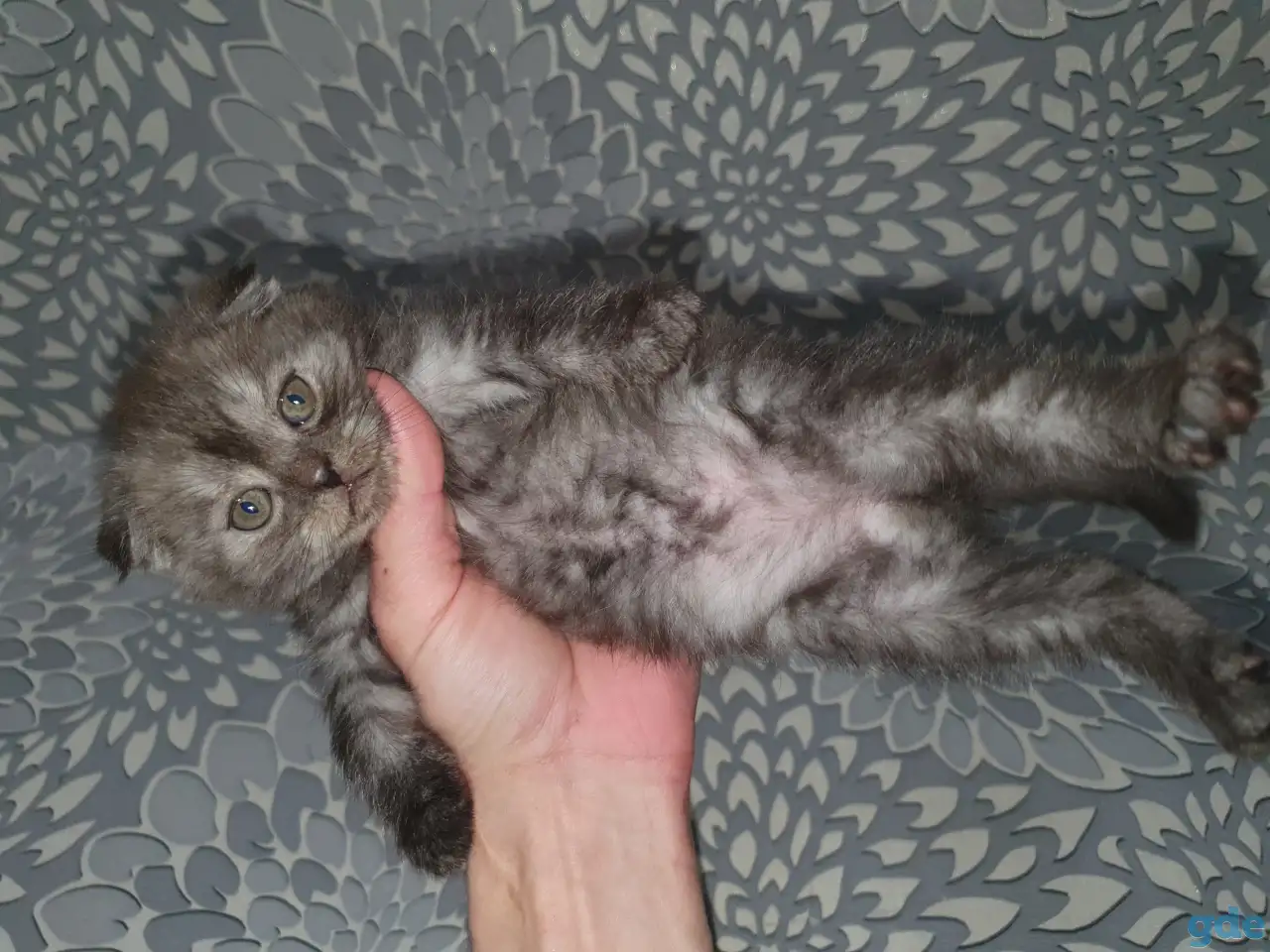 Продажа котят, фотография 6