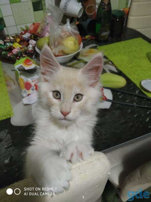Продам котенка мейкуненка, фотография 1