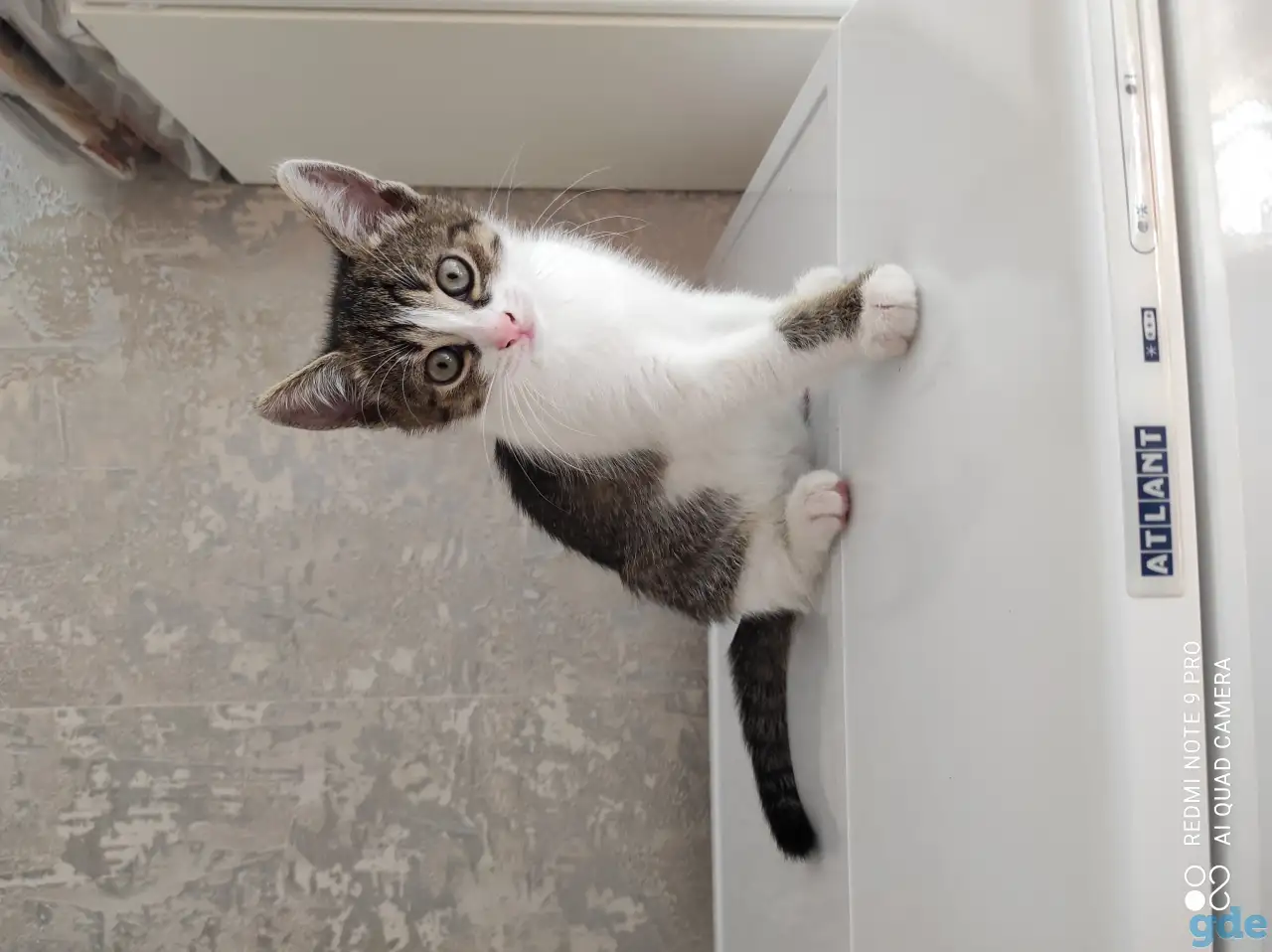 продаются котята, фотография 3