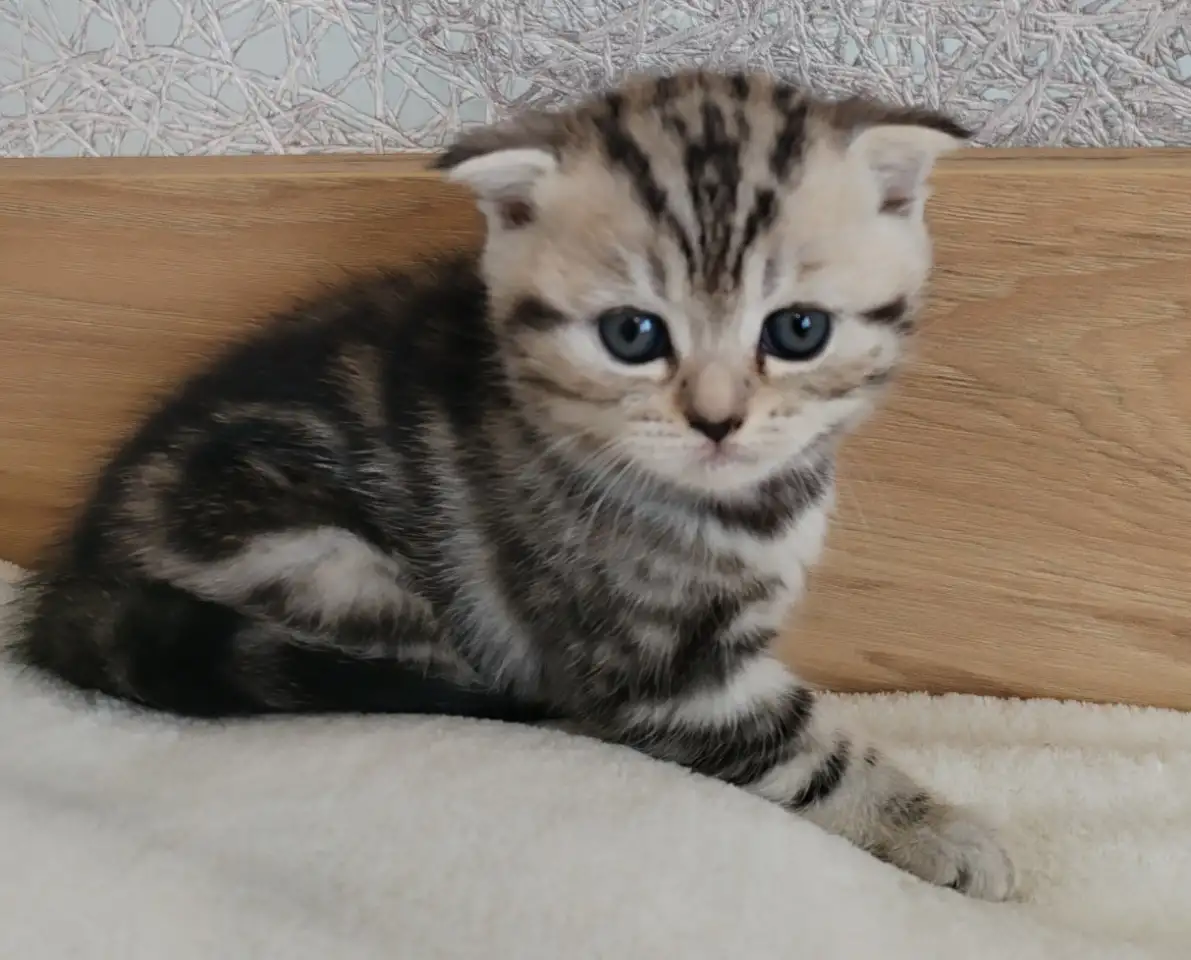 Котята шотландские., фотография 2