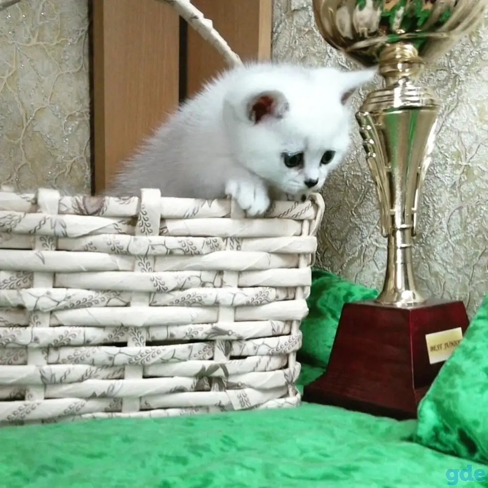 Британские котята, фотография 3