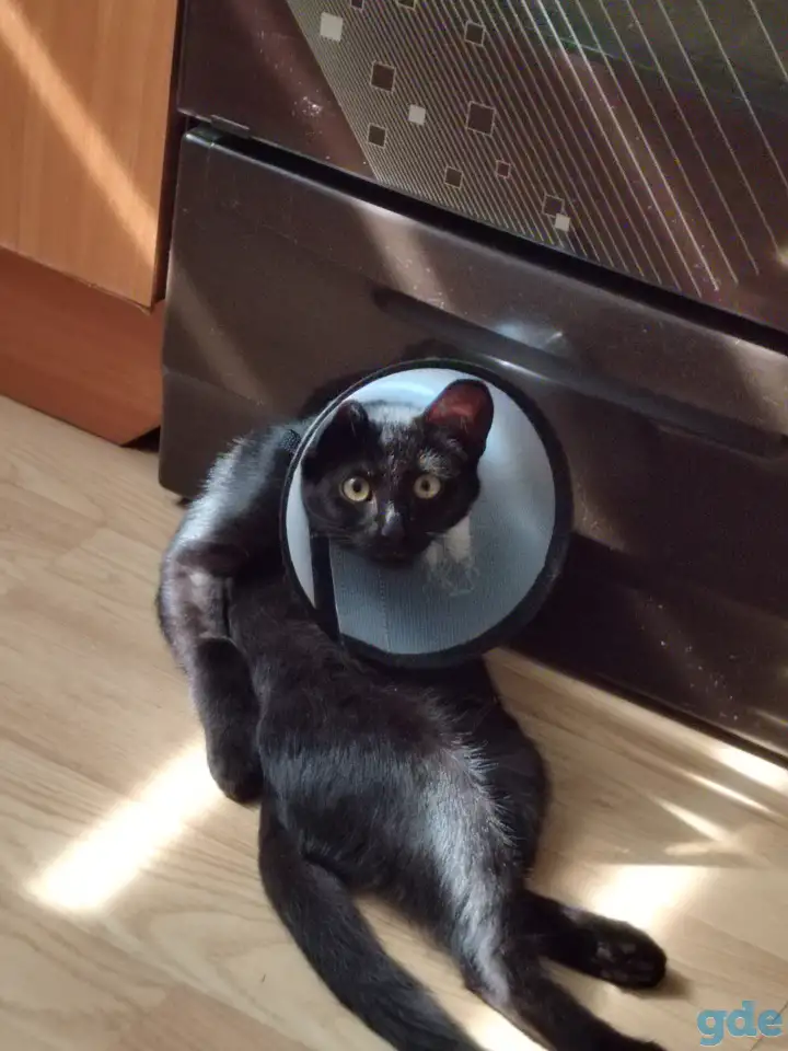 нужно пристроить котика, фотография 1