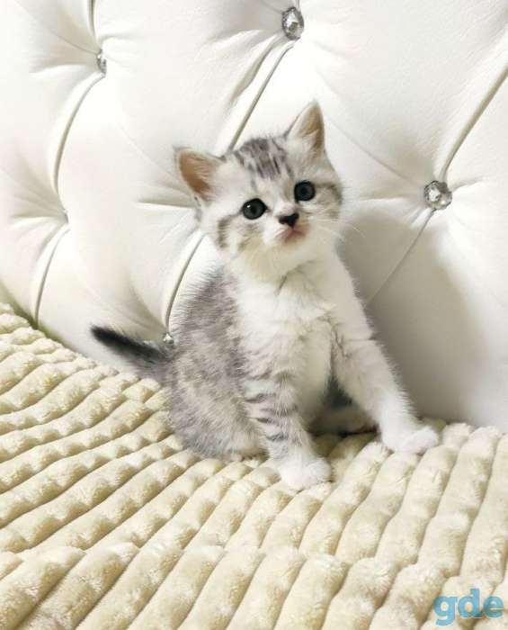 Шотландская кошечка, фотография 1