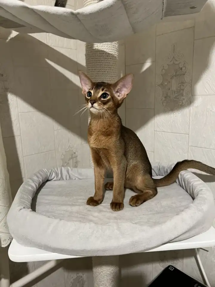 Абиссинский котёнок, фотография 2