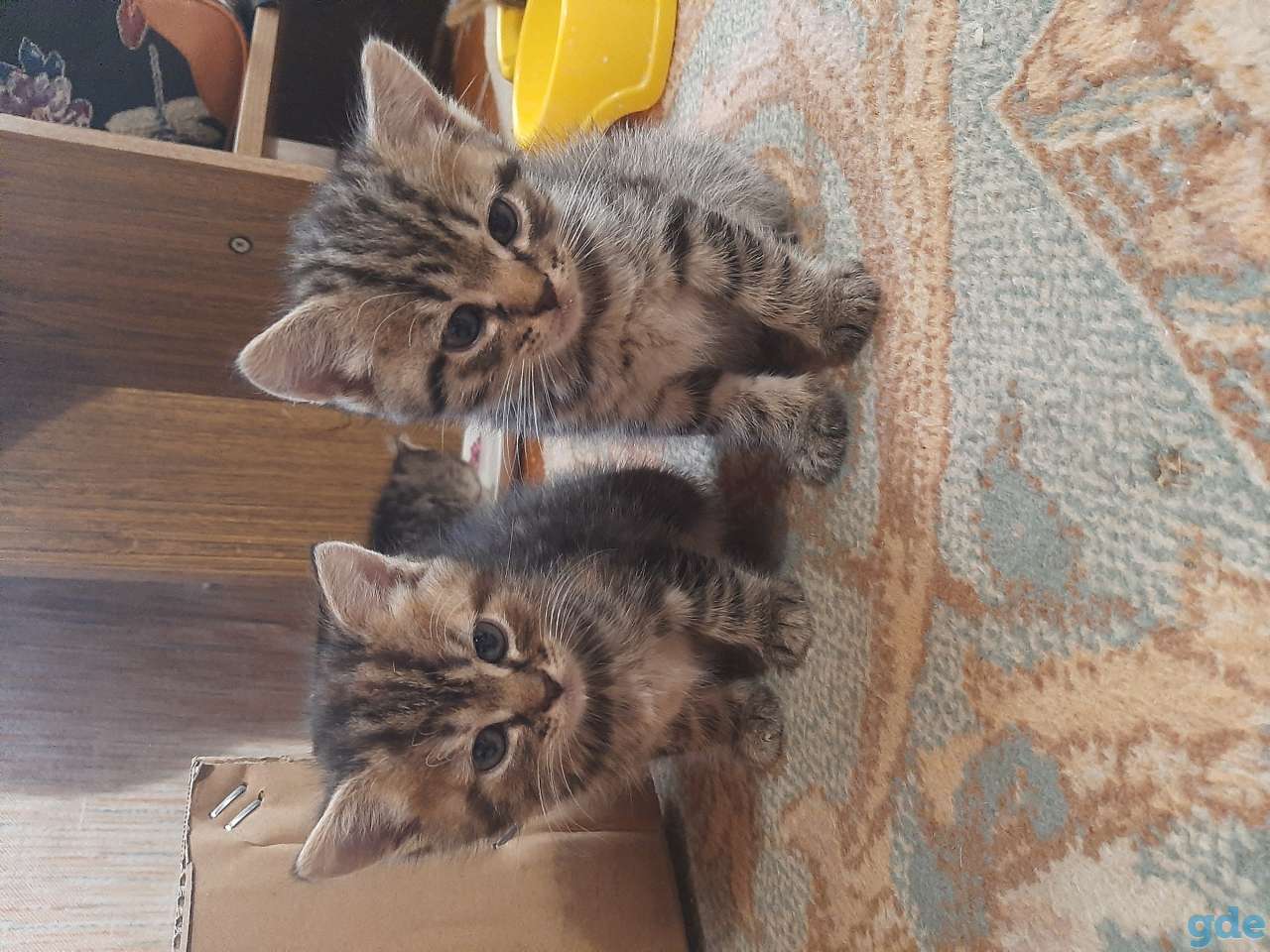 котята Шотландские гладкошёрстные, фотография 2