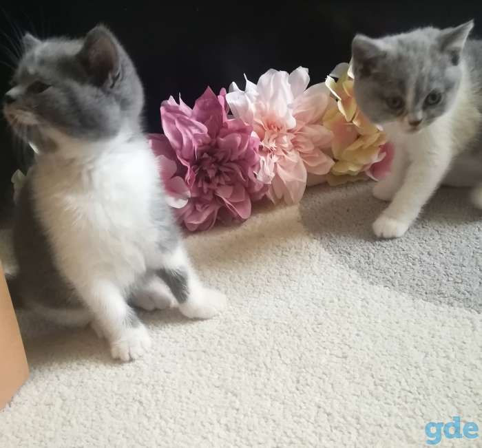 Котятки, фотография 3