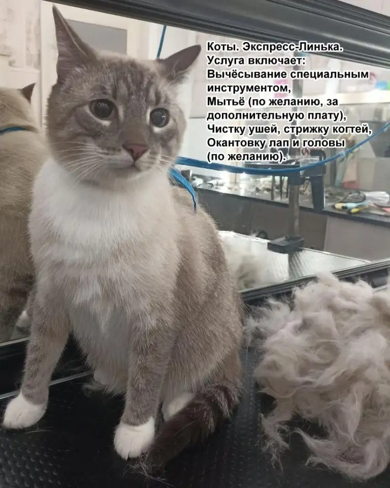 Грумер. Груминг, стрижка, линька собак и котов. Минск., фотография 5