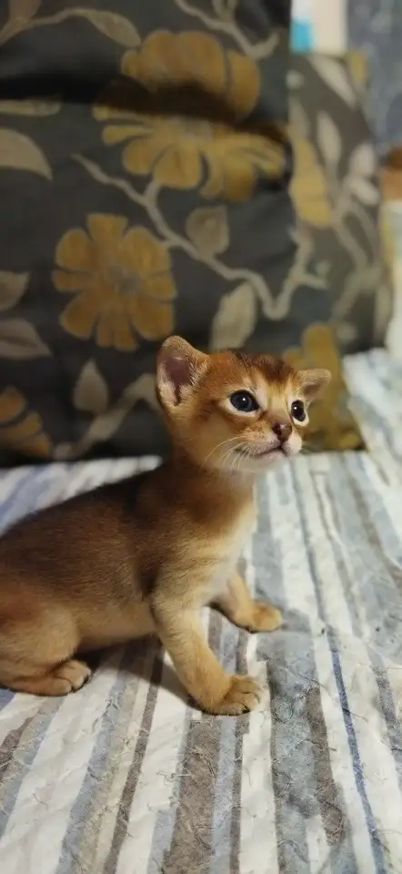 Продам котёнка абиссинской породы, фотография 1
