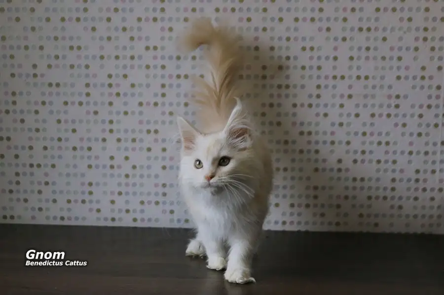 Мейн-кун котёнок  мальчик, фотография 4
