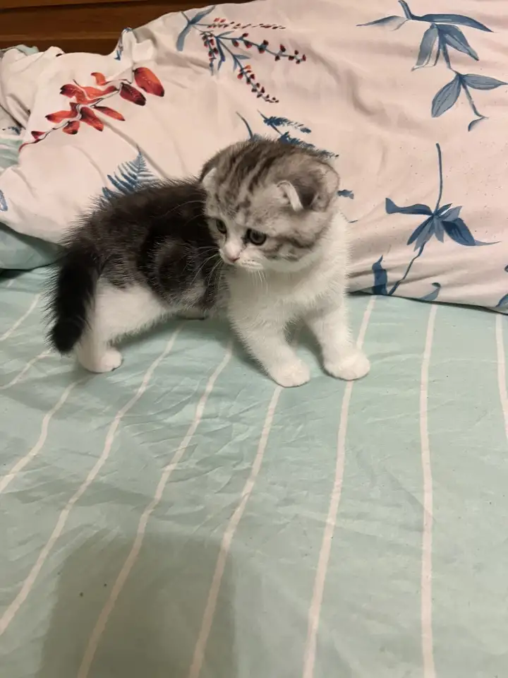 Шотландские котята, фотография 5