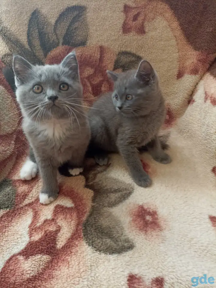 Котята британские, фотография 1