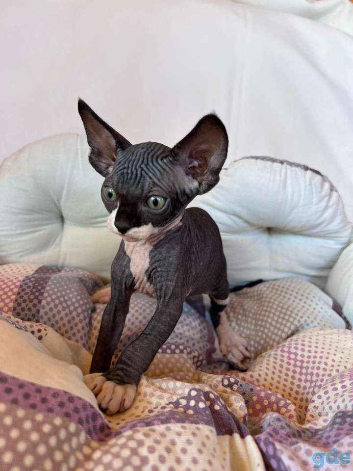 Продам котят сфинкса, фотография 5