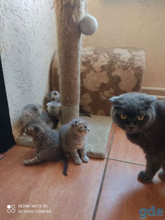 шотландские котята, фотография 2
