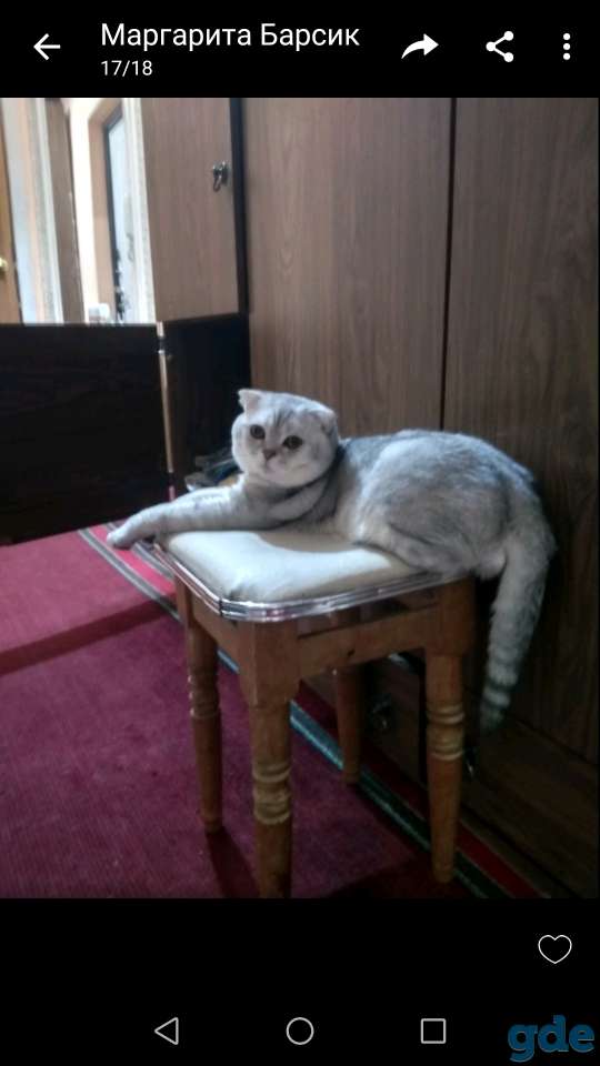Котята шотландские, фотография 10