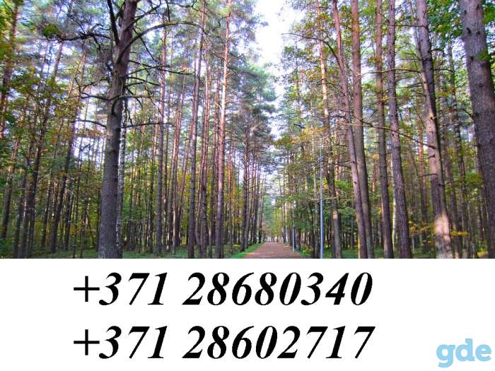 покупаю лес в Латвии!!!, фотография 1