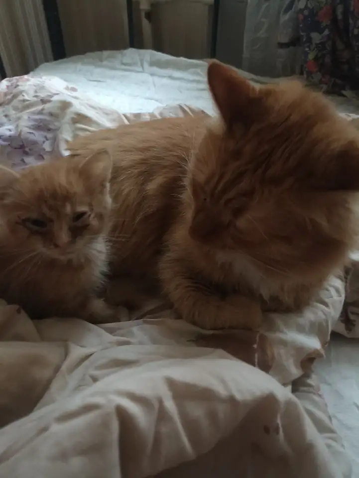 котята в дар, фотография 3