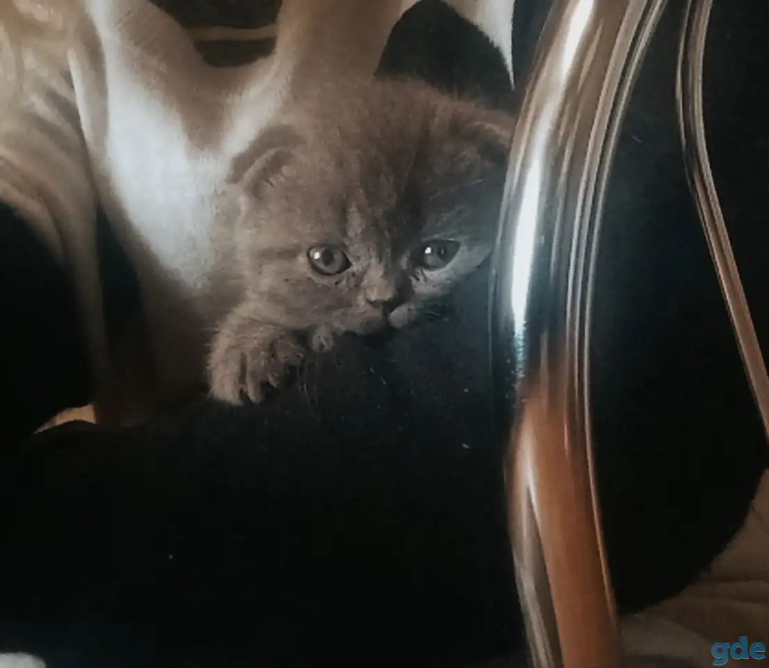 Продам британских котят, фотография 3