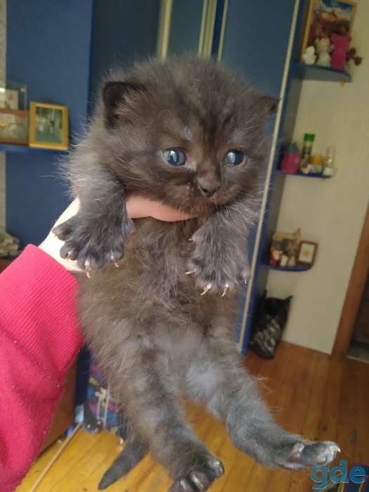 Продаю британских котят, фотография 1