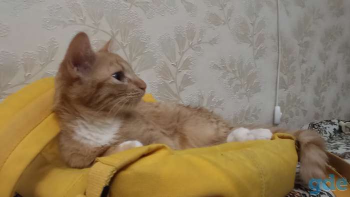Котёнок в дар, фотография 6
