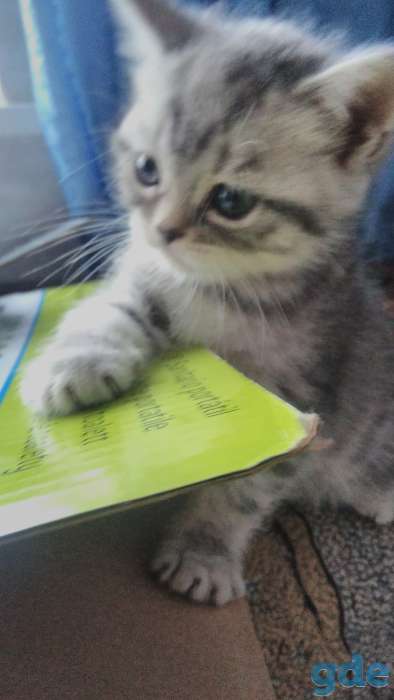 Котята, фотография 2