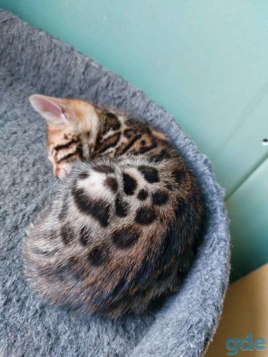 Бенгальская кошка, фотография 3
