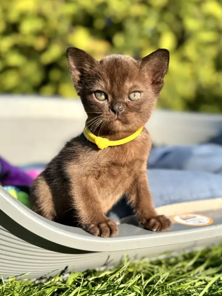 Котёнок Европейской бурмы, фотография 5