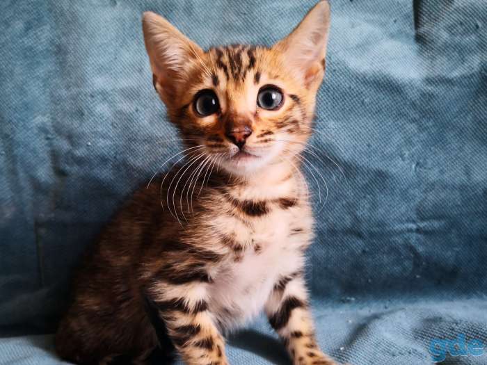 Бенгальские котята, фотография 2
