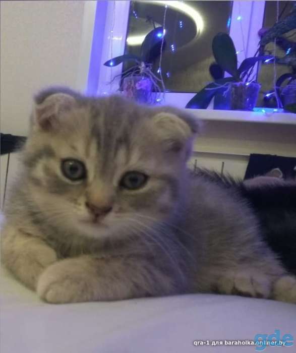 Котята шотландской вислоухой, фотография 5