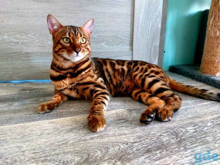 Бенгальский кот вязка, фотография 1